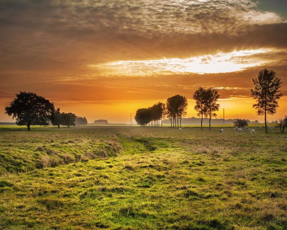 NMN vs NR: Which Longevity Supplement is Worth It for SA Athletes?